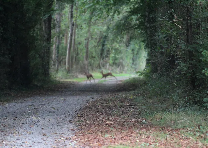 Chateau De La Lucaziere Mont-Saint-Jean (Sarthe)